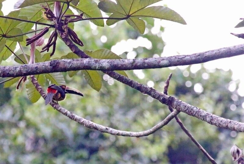 Cecropia andina — related species from the same genus