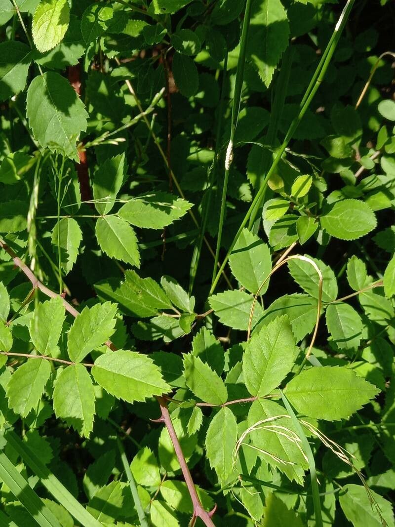 Rosa arvensis — search result for 'Rosa'