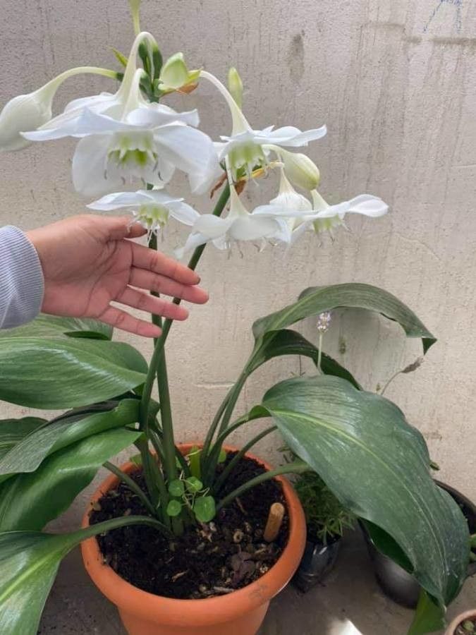 Eucharis amazonica flower
