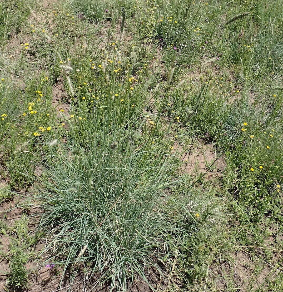 Setaria incrassata habit