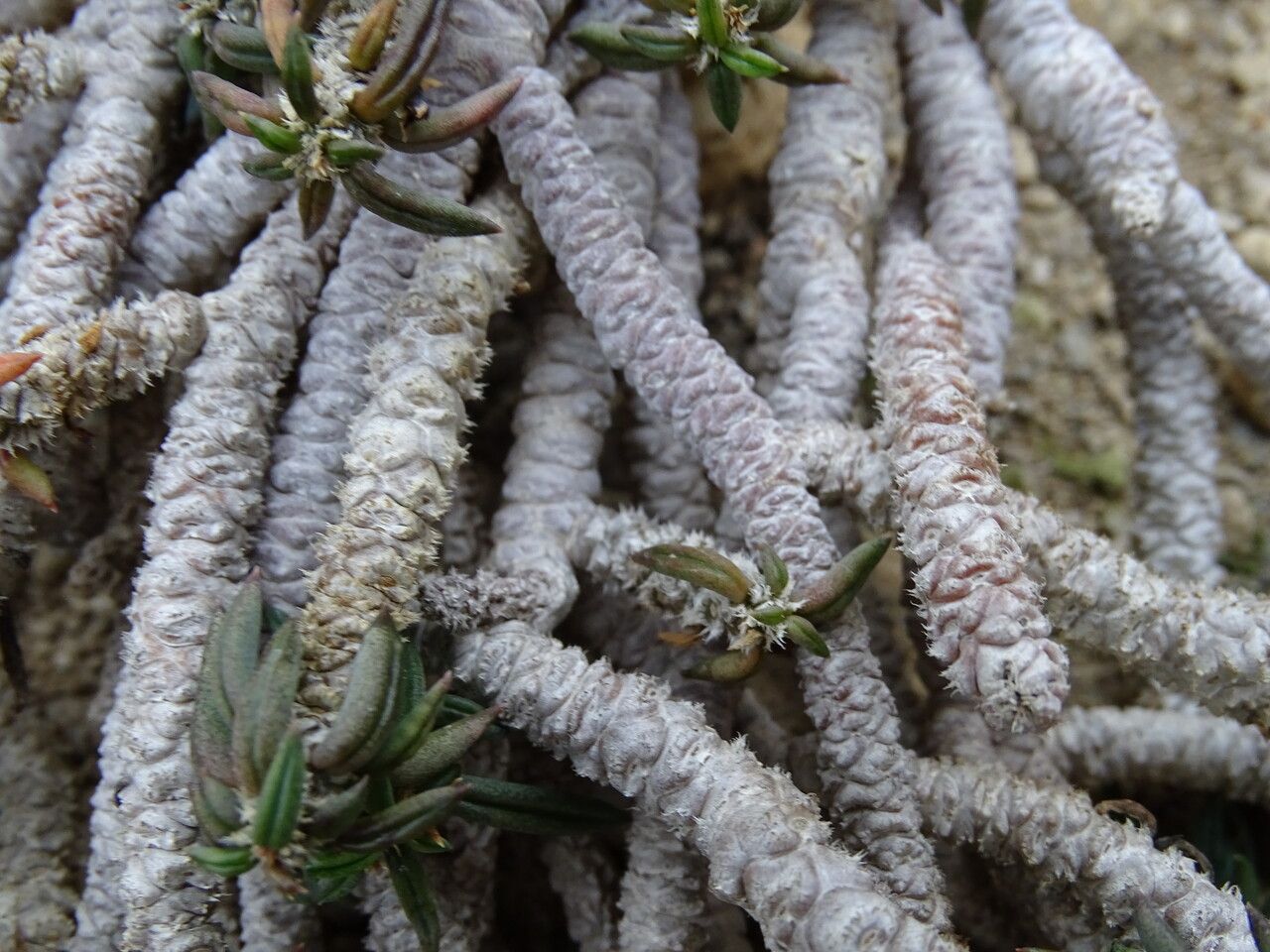Euphorbia cylindrifolia bark