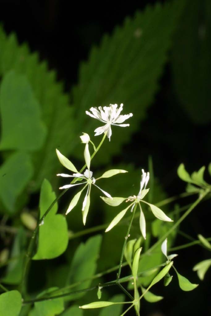 Thalictrum clavatum flower