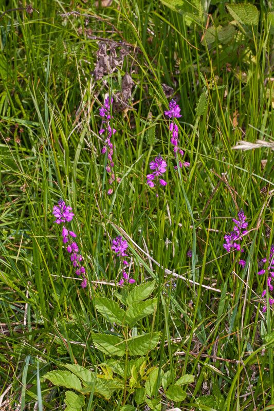 Polygala nicaeensis habit