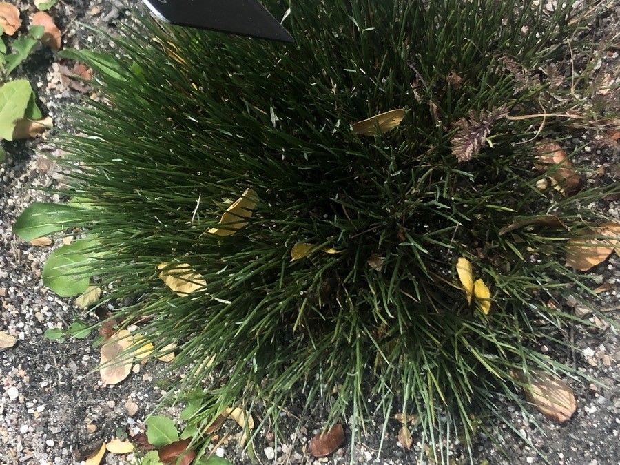 Erinacea anthyllis leaf