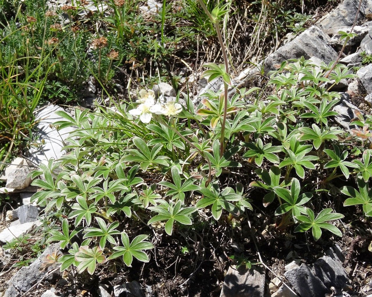 Potentilla alchemilloides habit
