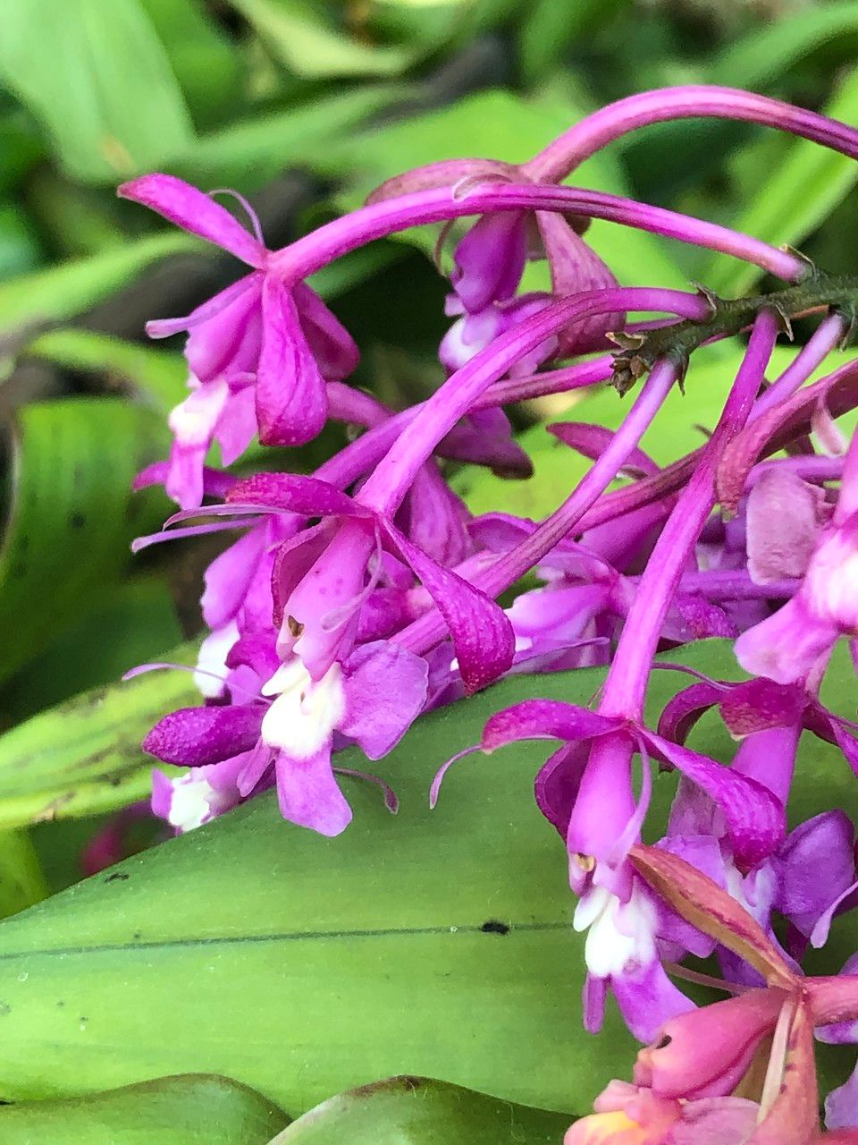 Epidendrum porphyreum flower