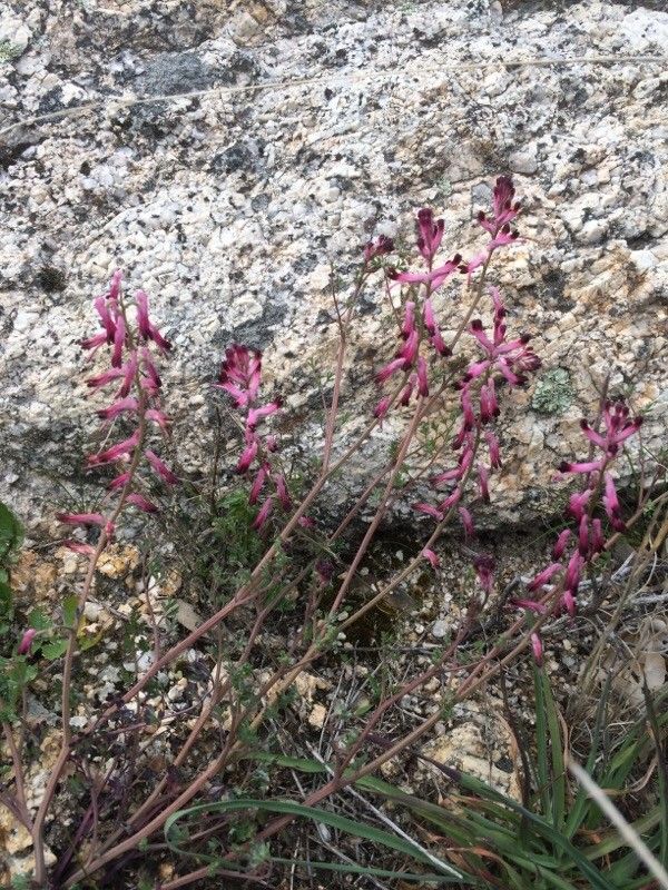 Fumaria barnolae flower