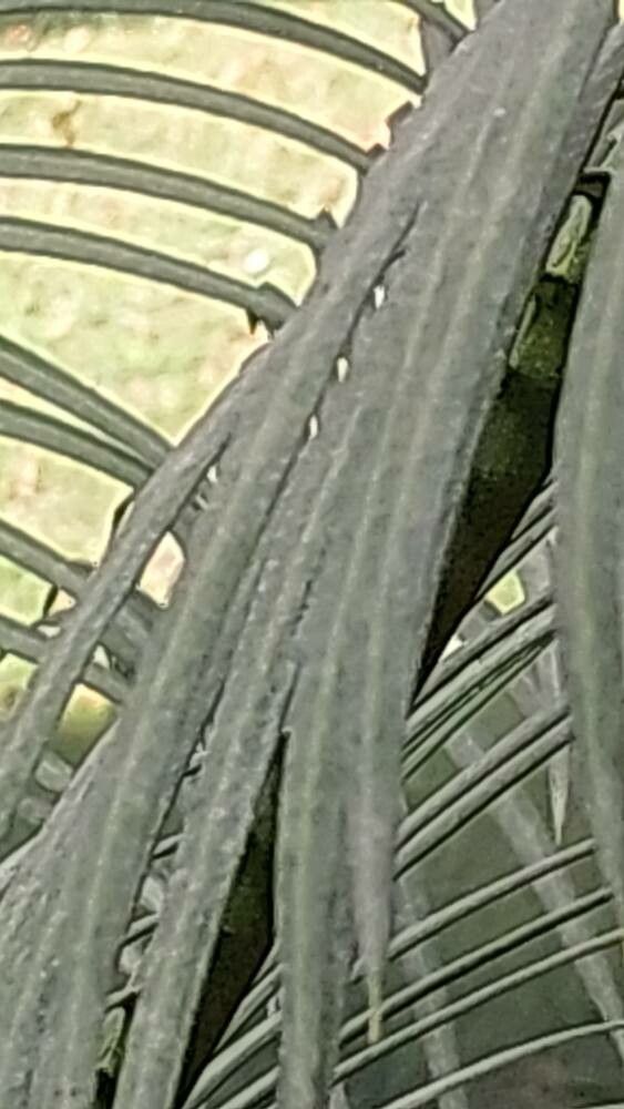 Cycas guizhouensis other