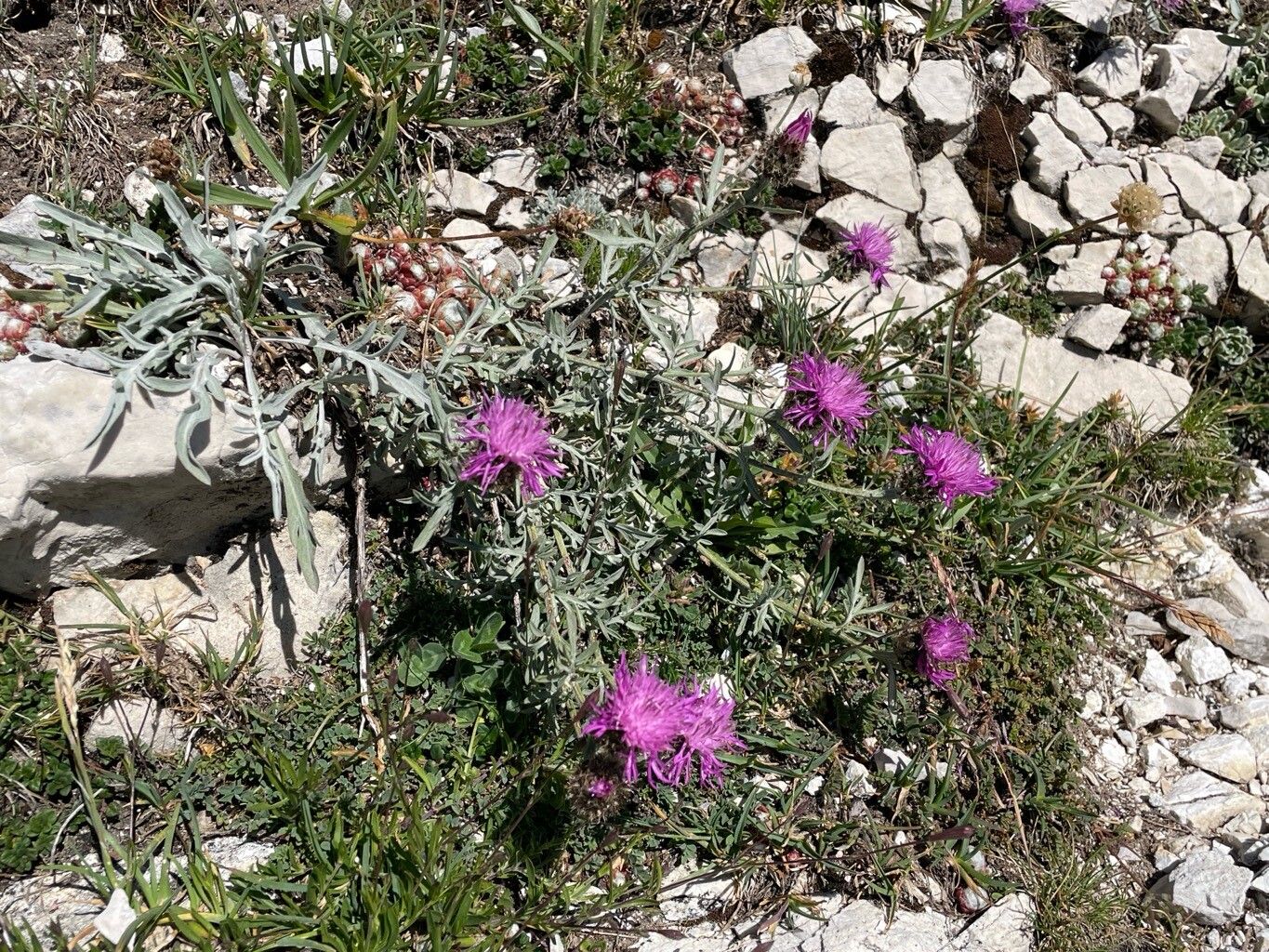 Centaurea ambigua habit