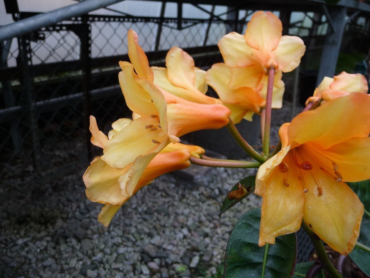 Rhododendron apiense flower