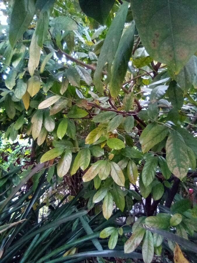 Saraca indica — search result for 'Nepal'