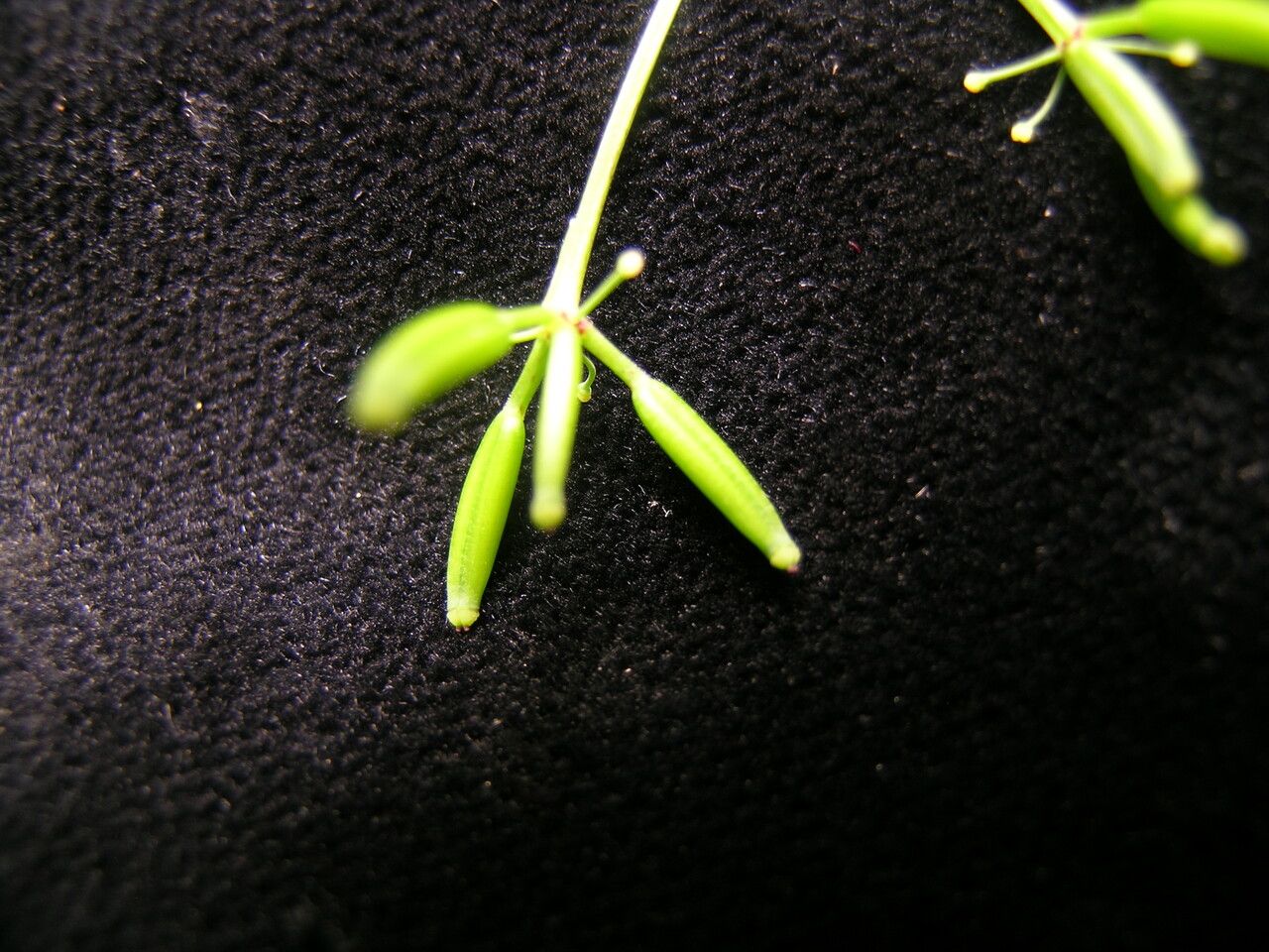 Chaerophyllum villosum — search result for 'Chaerophyllum'