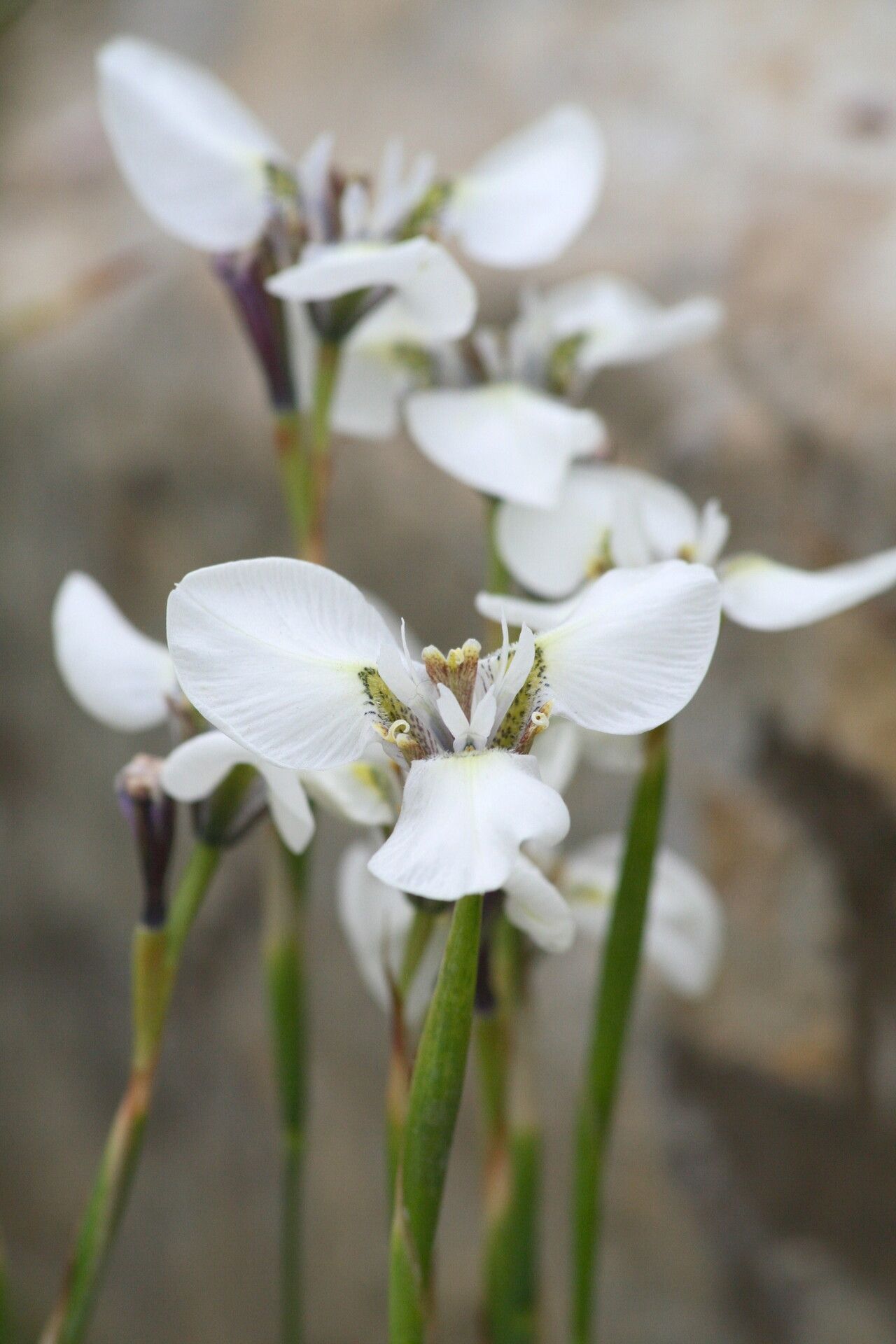 Moraea tricuspidata flower