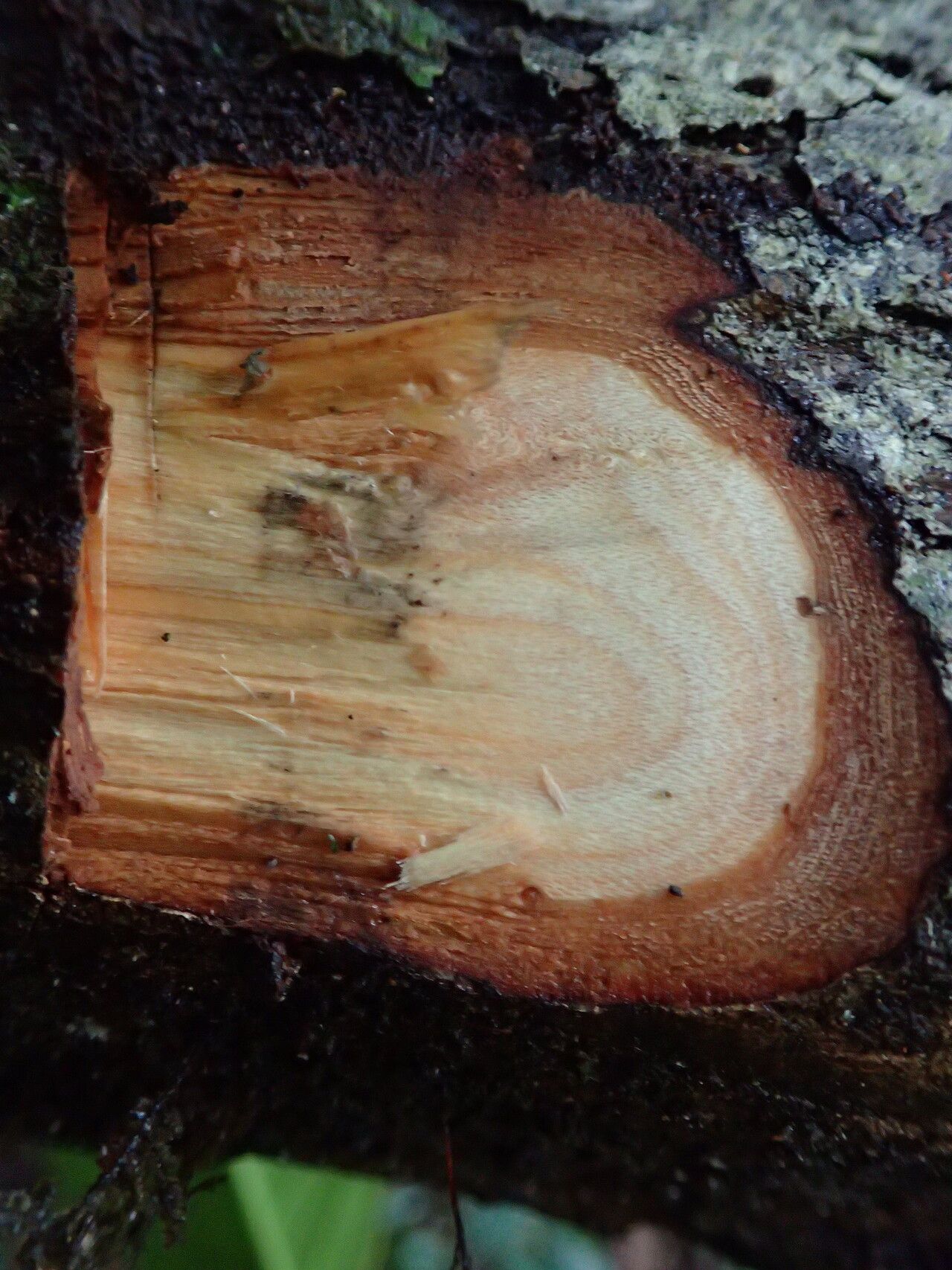 Hexalobus salicifolius bark