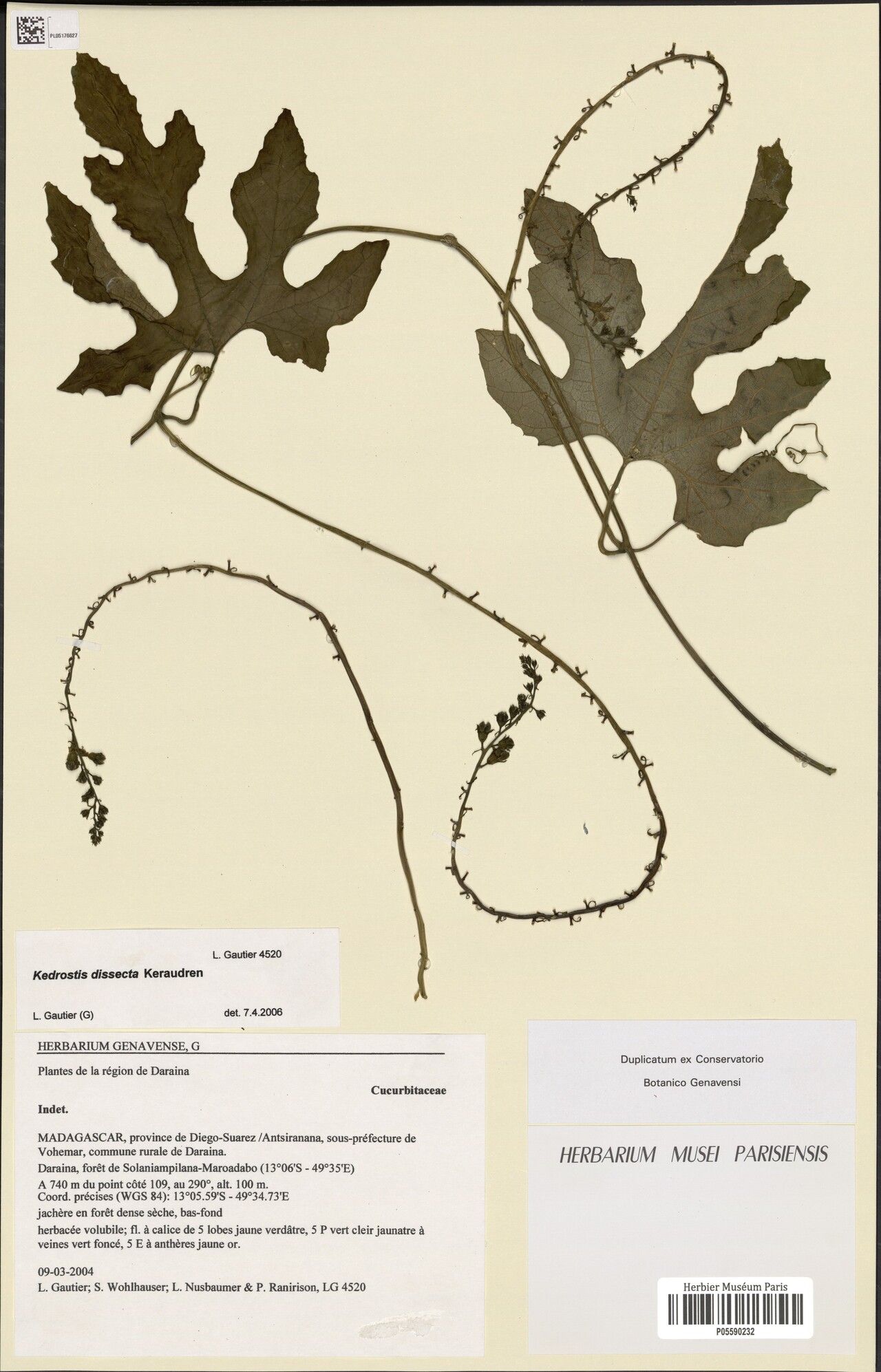 Kedrostis dissecta — related species from the same genus