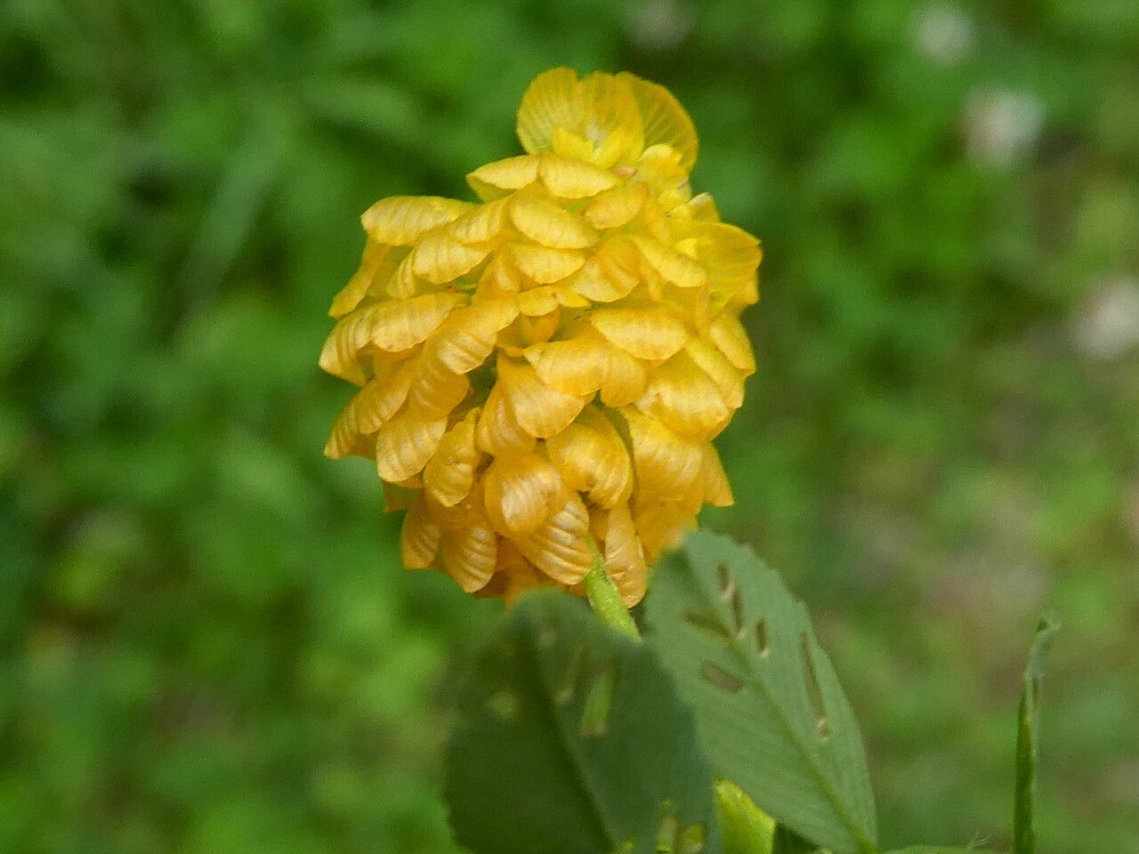 Trifolium aureum flower