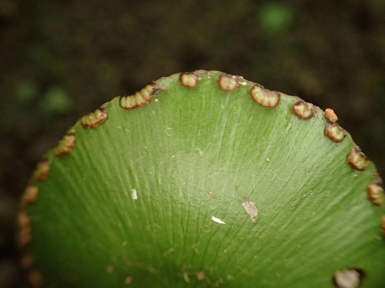Adiantum reniforme fruit
