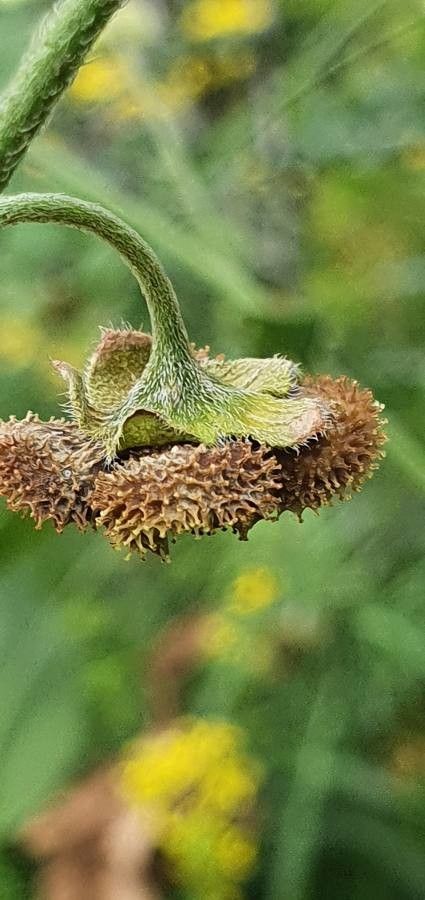 Cynoglossum amplifolium fruit