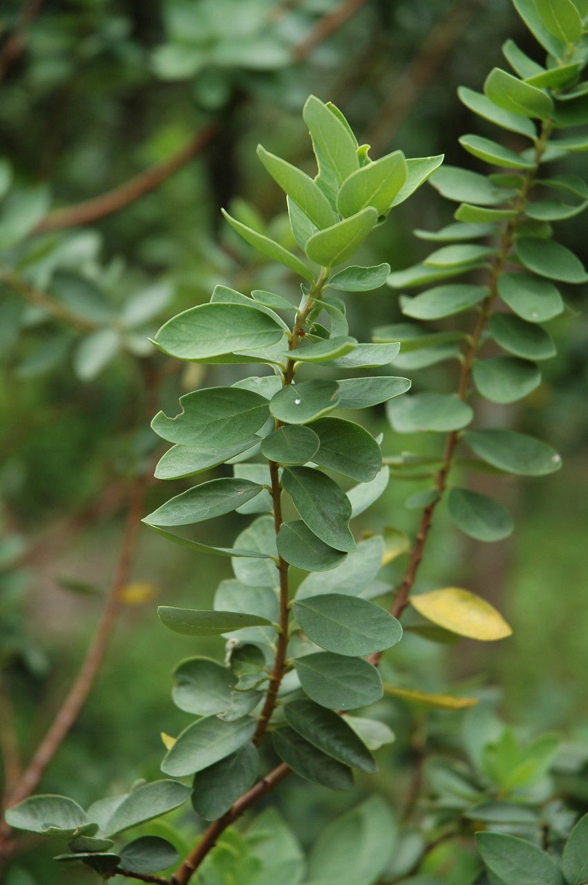 Wikstroemia phillyreifolia — related species from the same genus