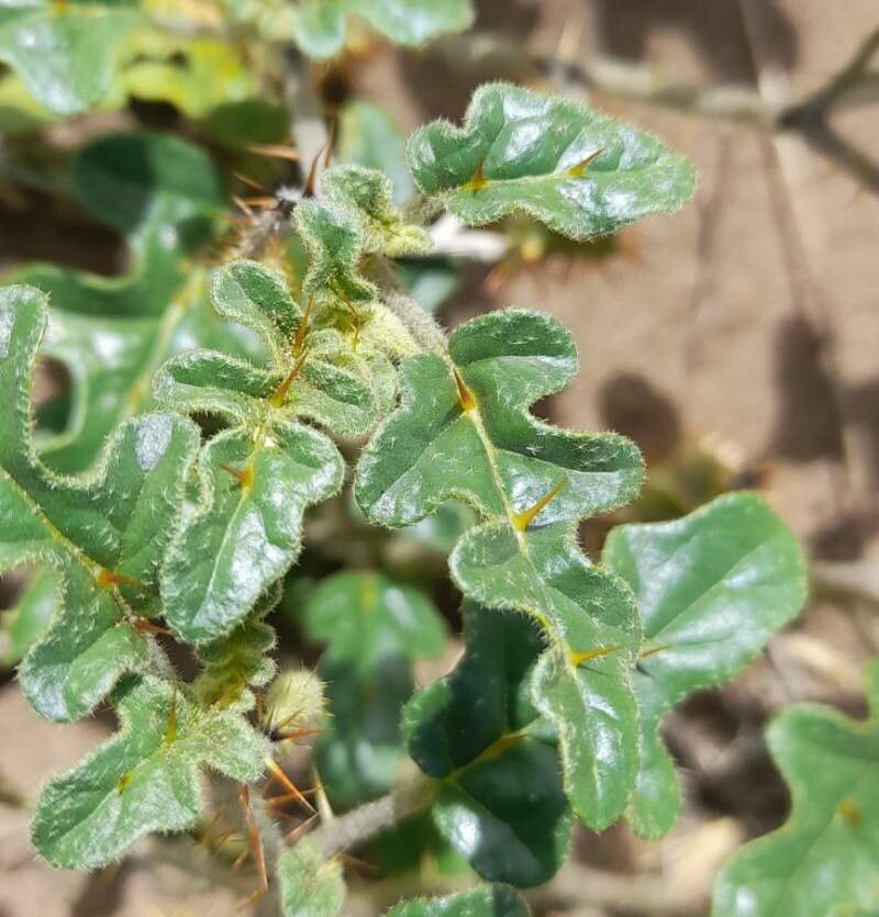 Solanum euacanthum — houseplant care guide