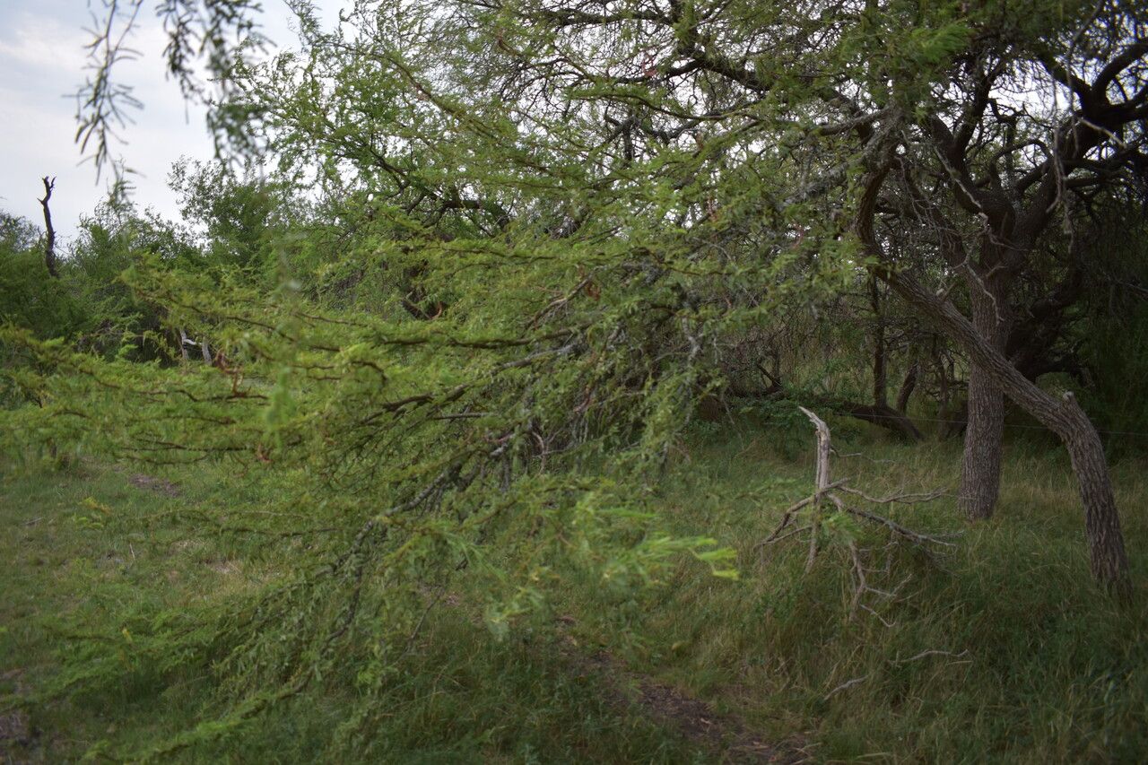Prosopis affinis fruit