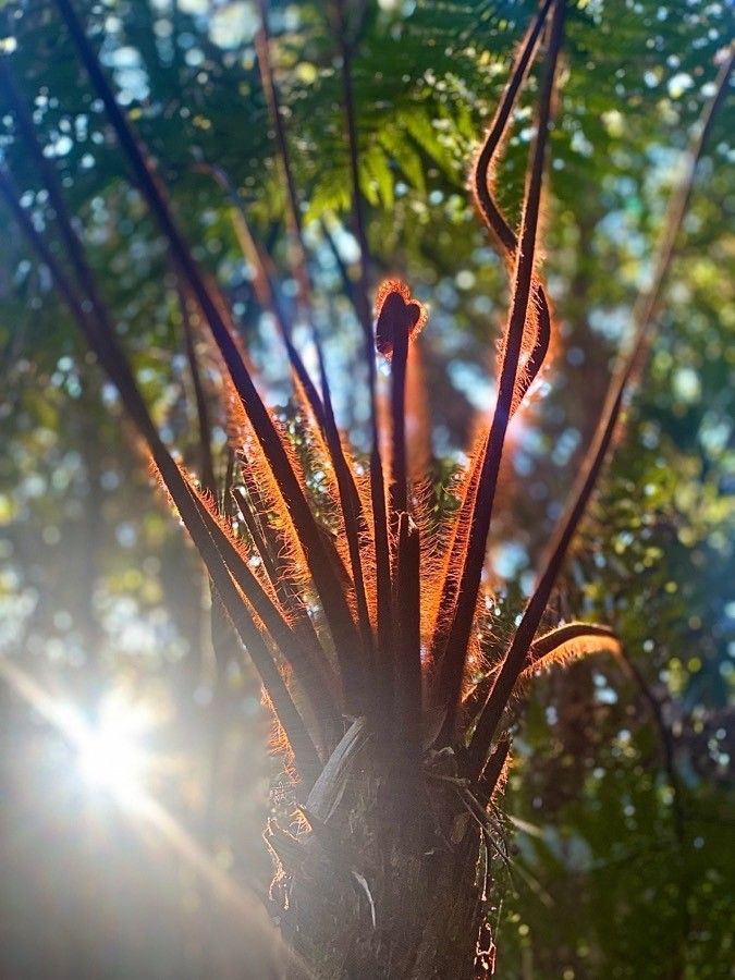 Dicksonia baudouinii — related species from the same genus