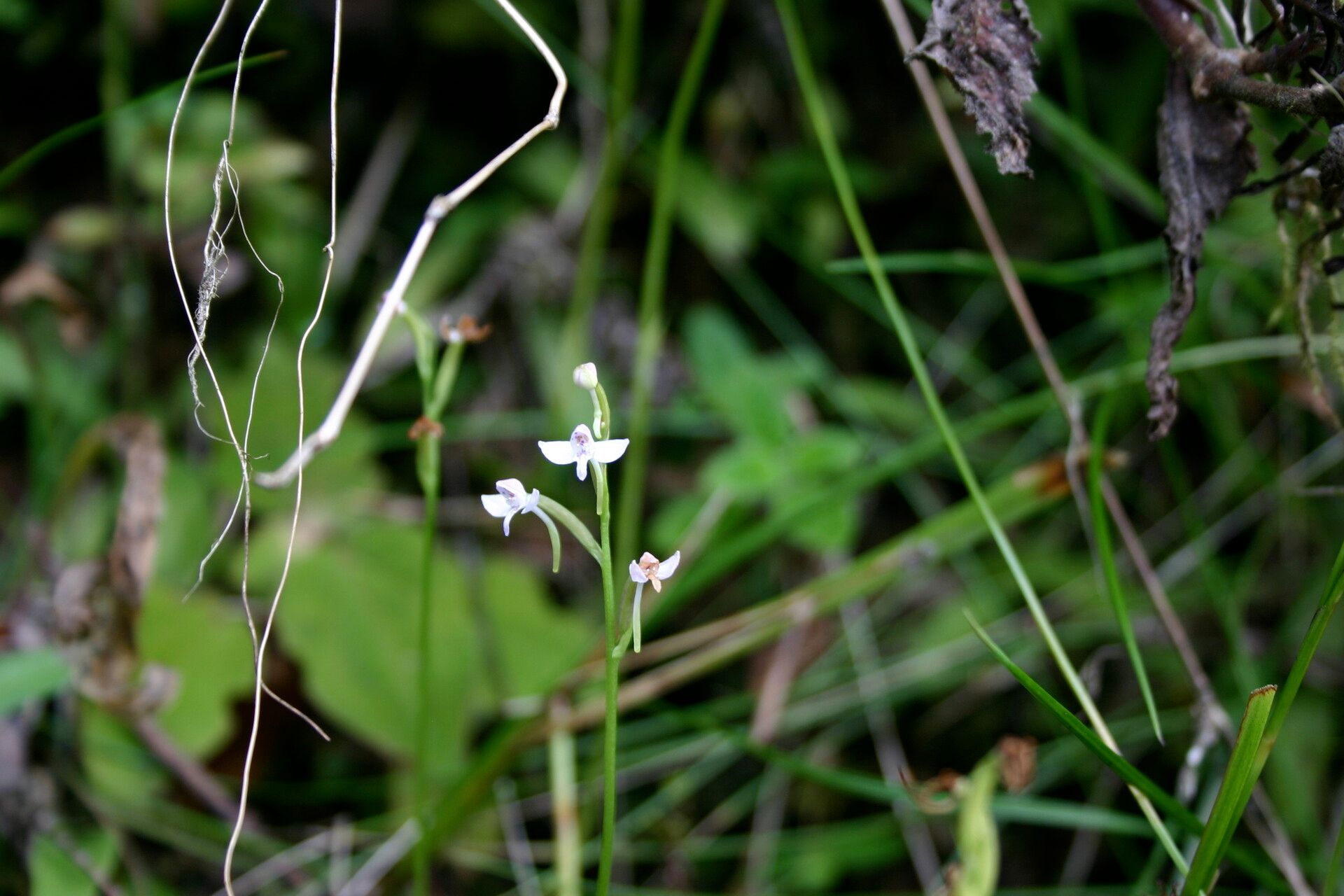 Cynorkis rosellata habit