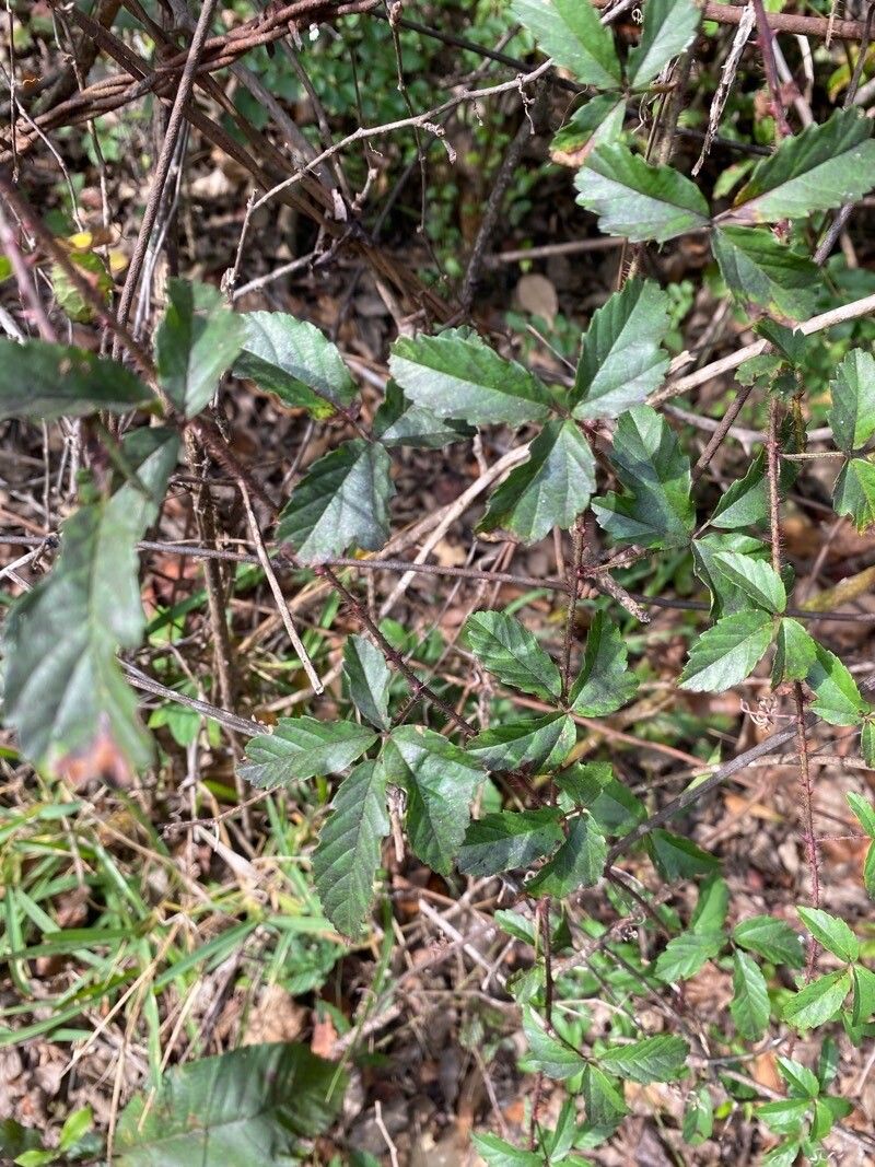 Rubus trivialis — search result for 'Rubus'