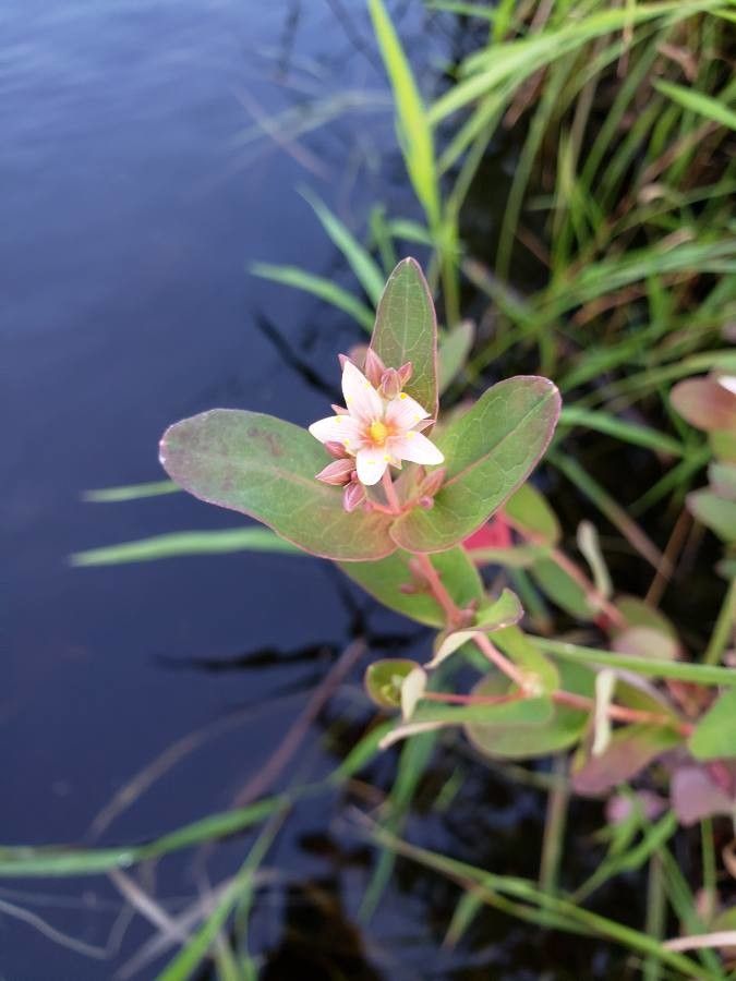 Triadenum virginicum flower