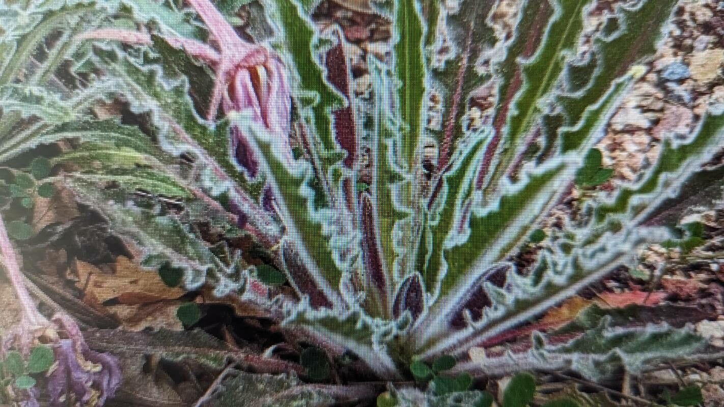 Eulobus californicus — houseplant care guide