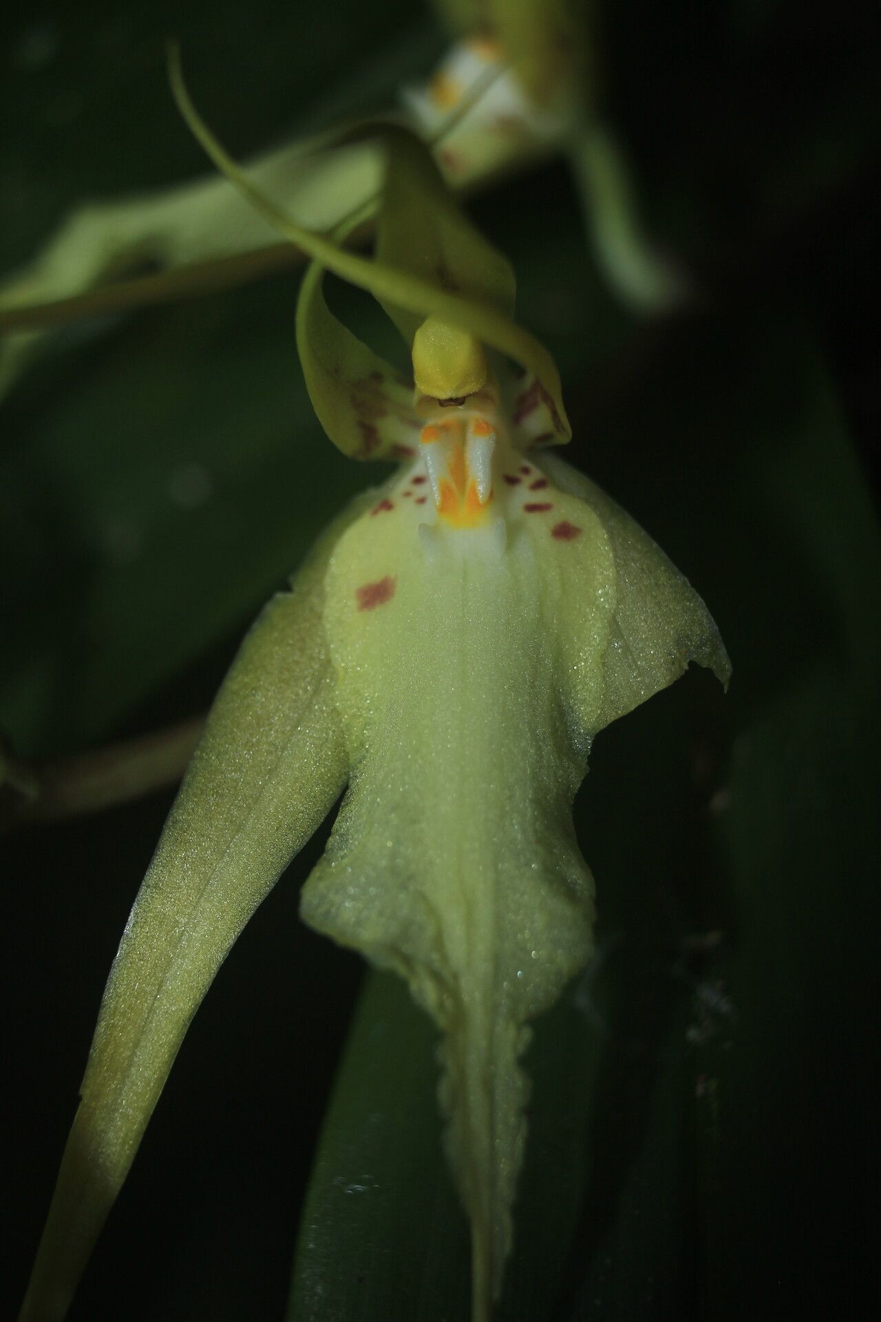 Brassia cochleata flower