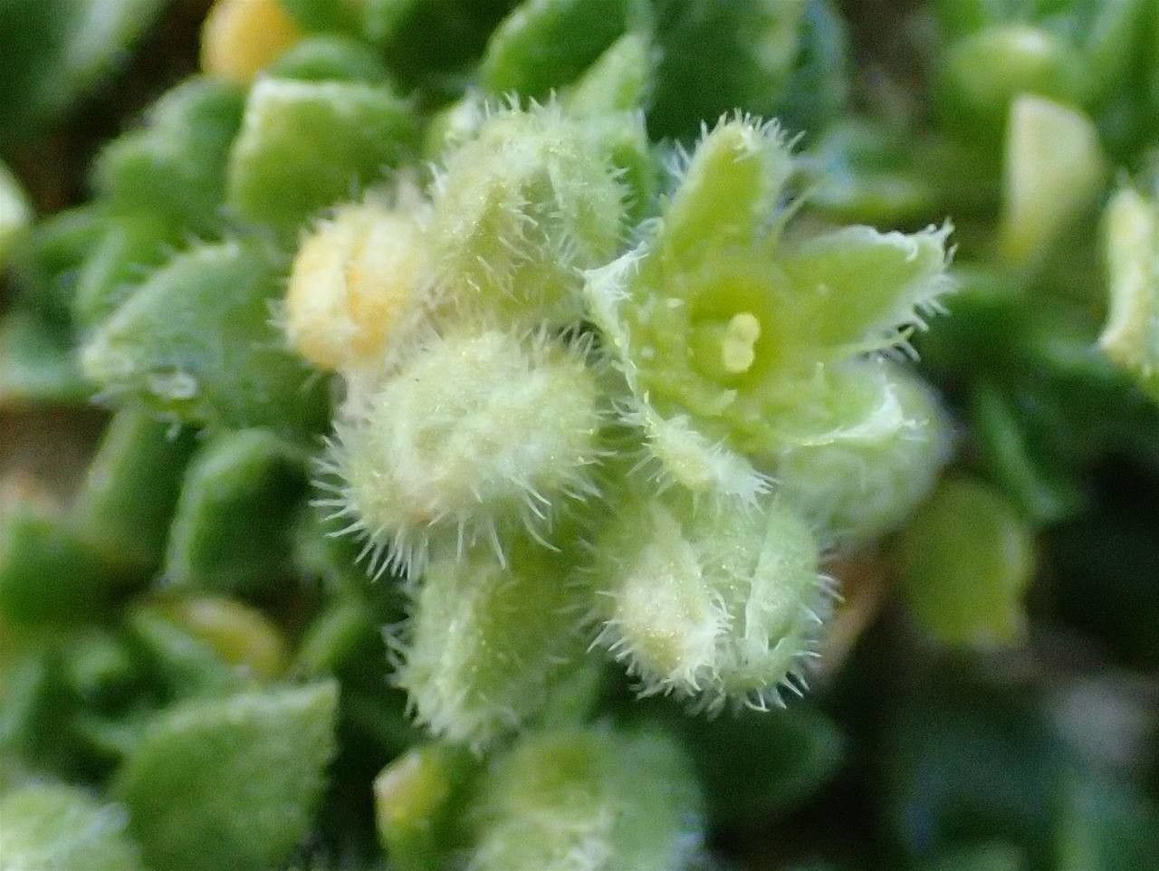 Herniaria alpina fruit