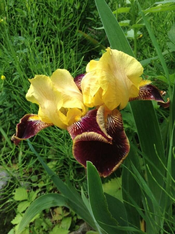 Iris x sambucina flower