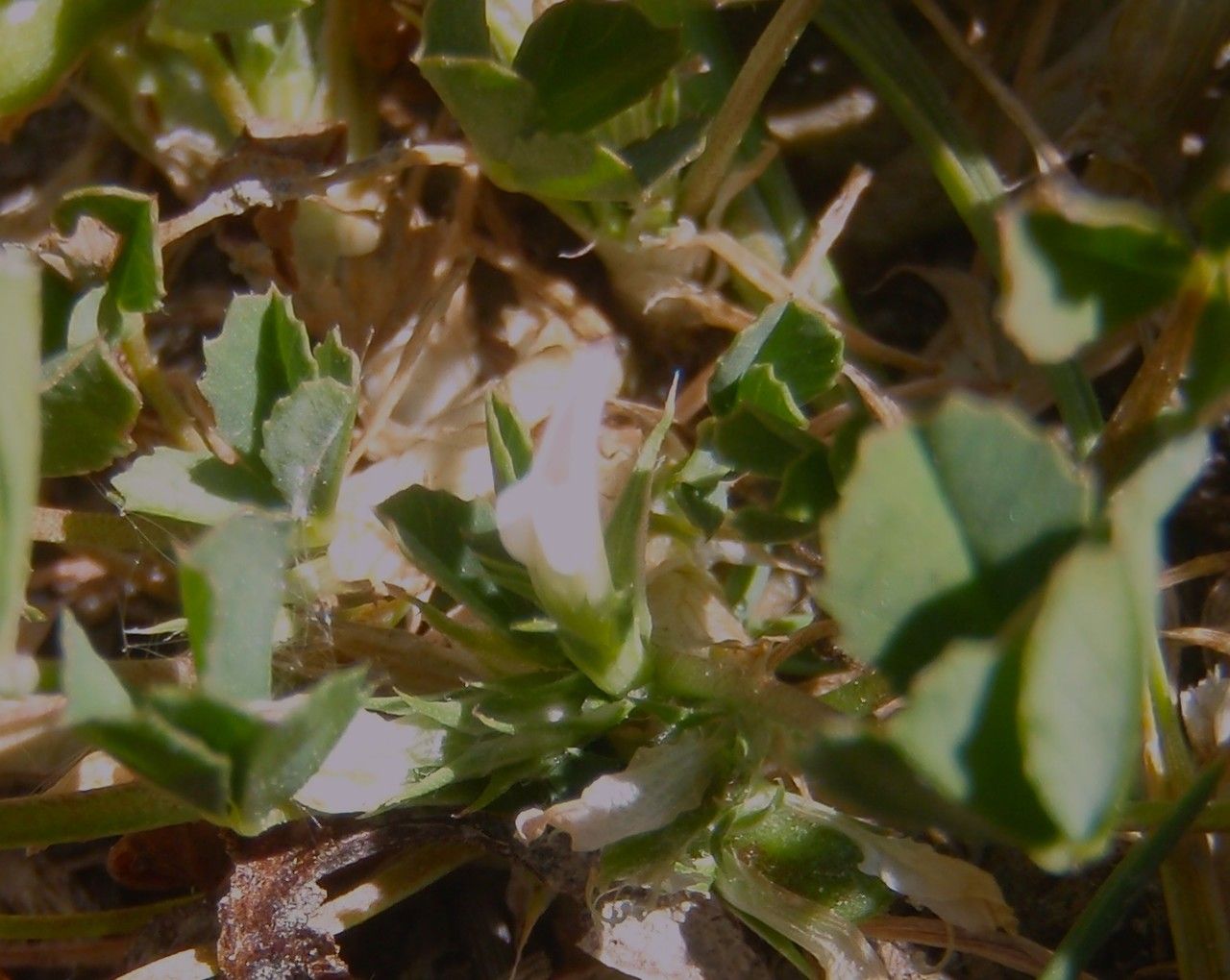 Trifolium ornithopodioides habit