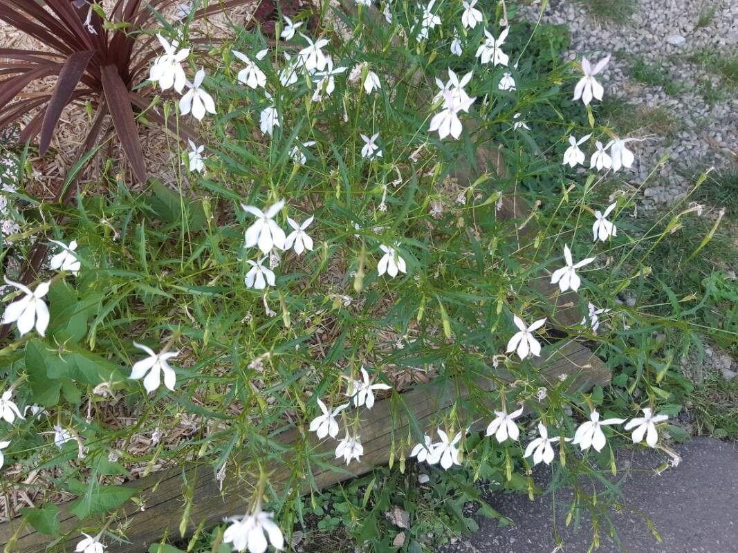 Lithotoma anethifolia flower