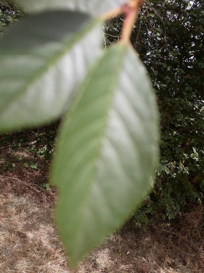 Quiina macrophylla — houseplant care guide