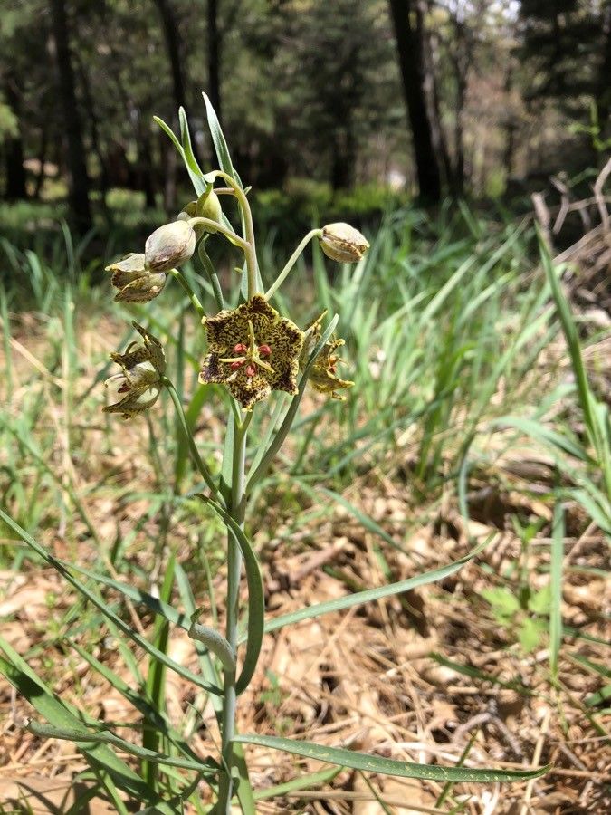 Fritillaria pinetorum — search result for 'Fritillaria'