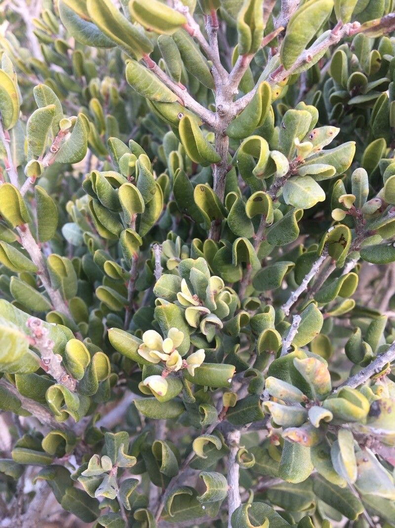 Myrcianthes coquimbensis — related species from the same genus