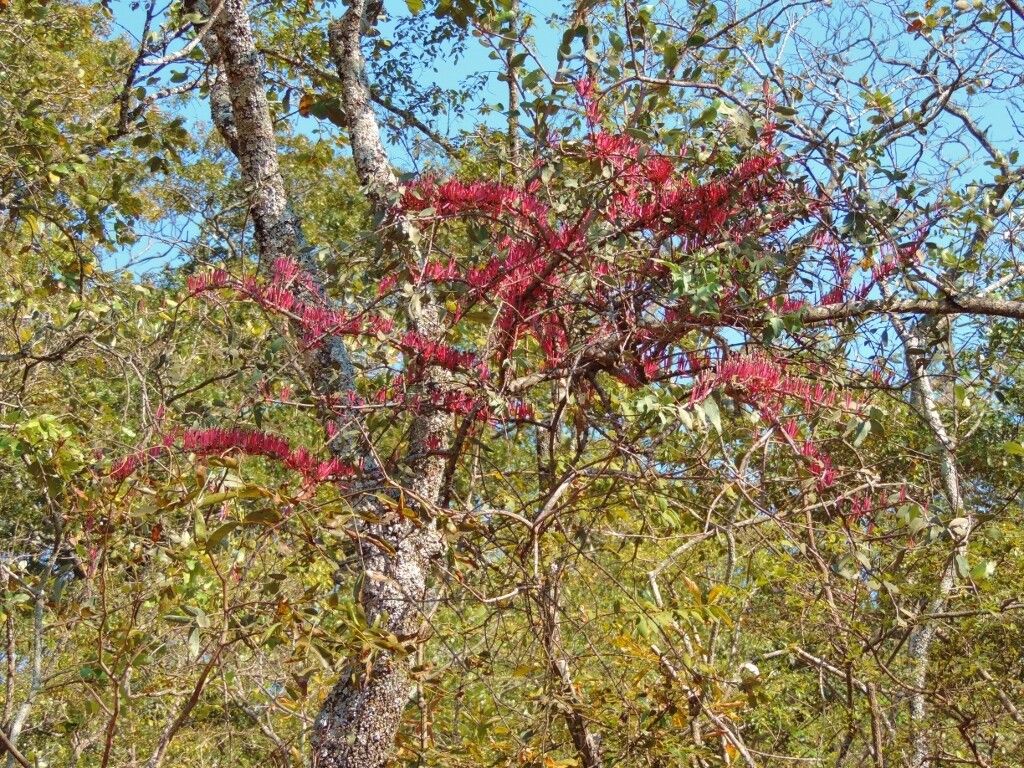 Tapinanthus forbesii habit