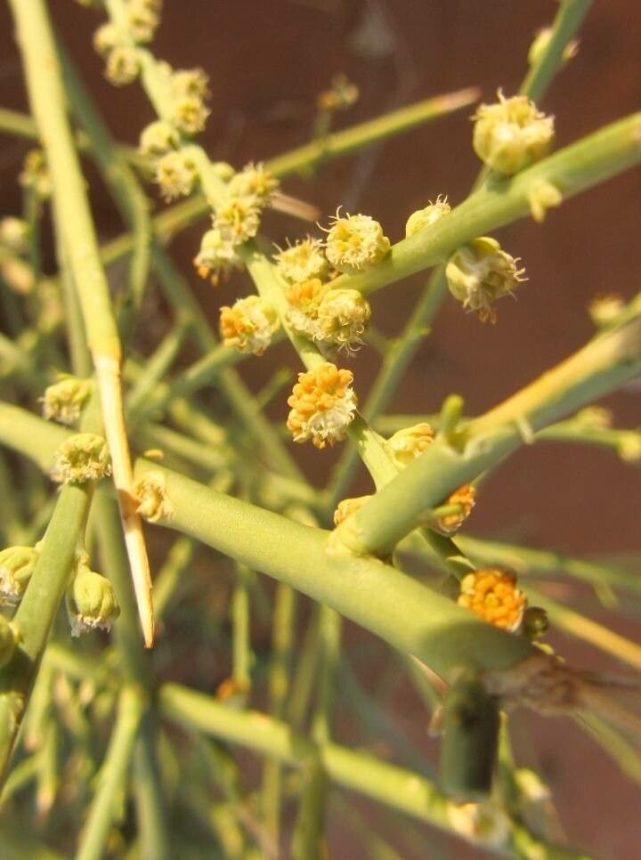 Ochradenus baccatus flower