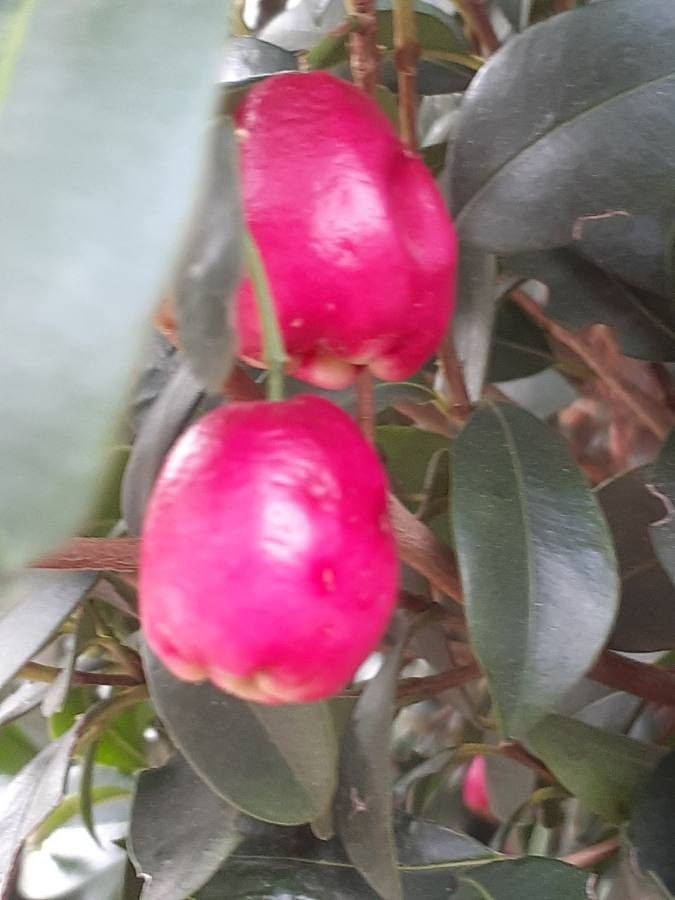Syzygium smithii fruit