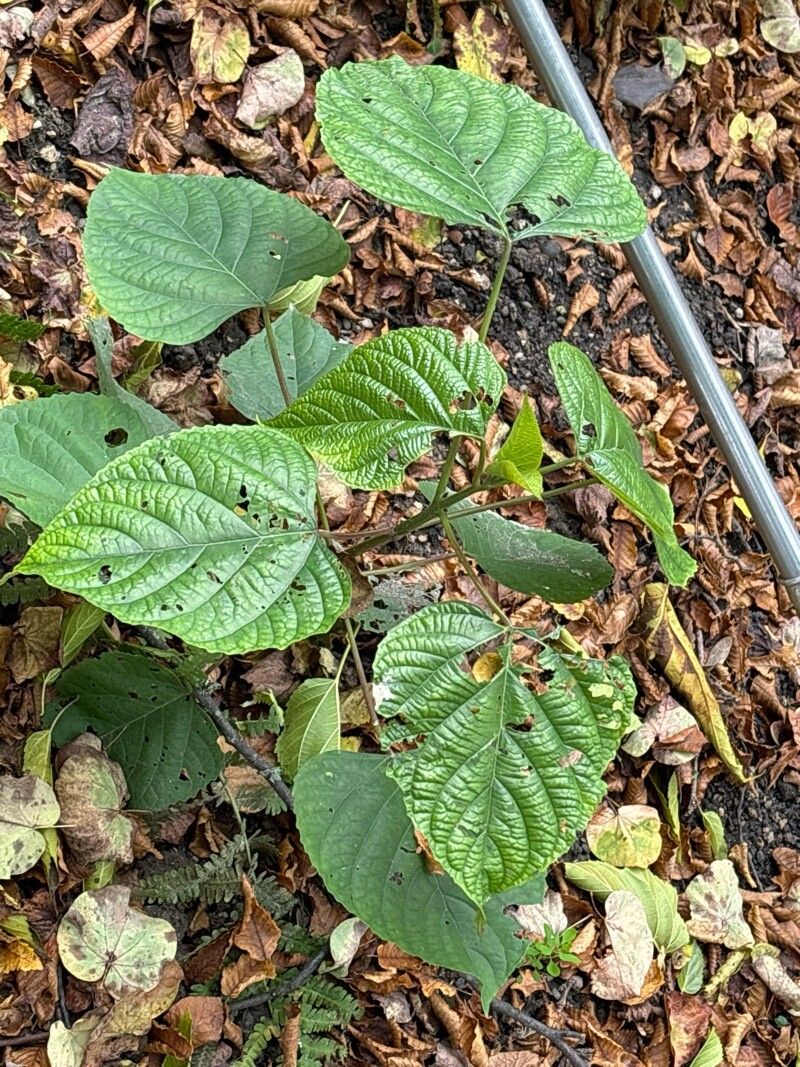 Clerodendrum colebrookeanum — houseplant care guide