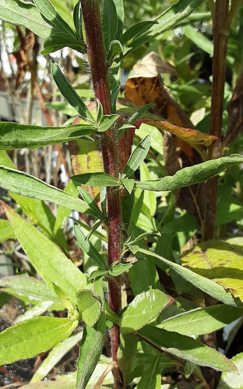 Helianthus microcephalus leaf