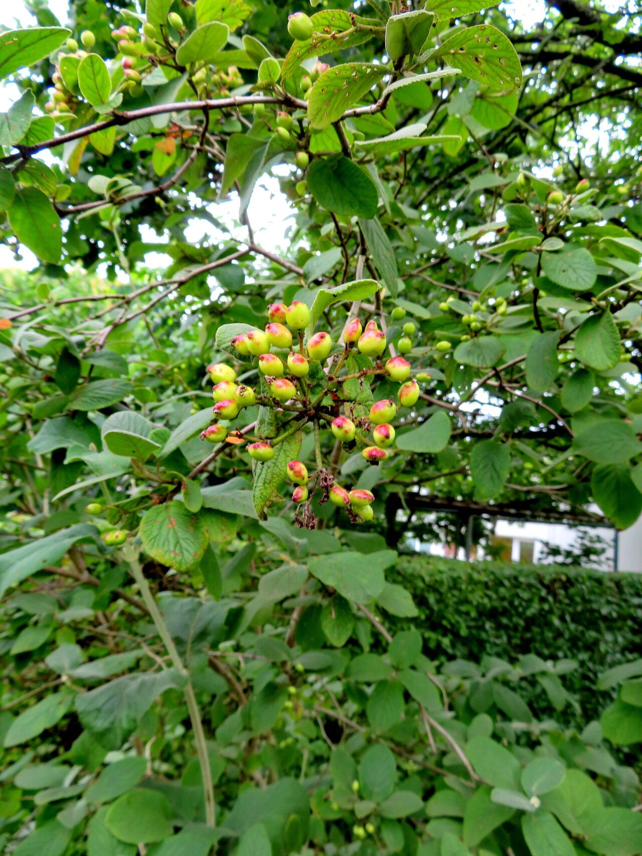 Viburnum schensianum — search result for 'Viburnum'