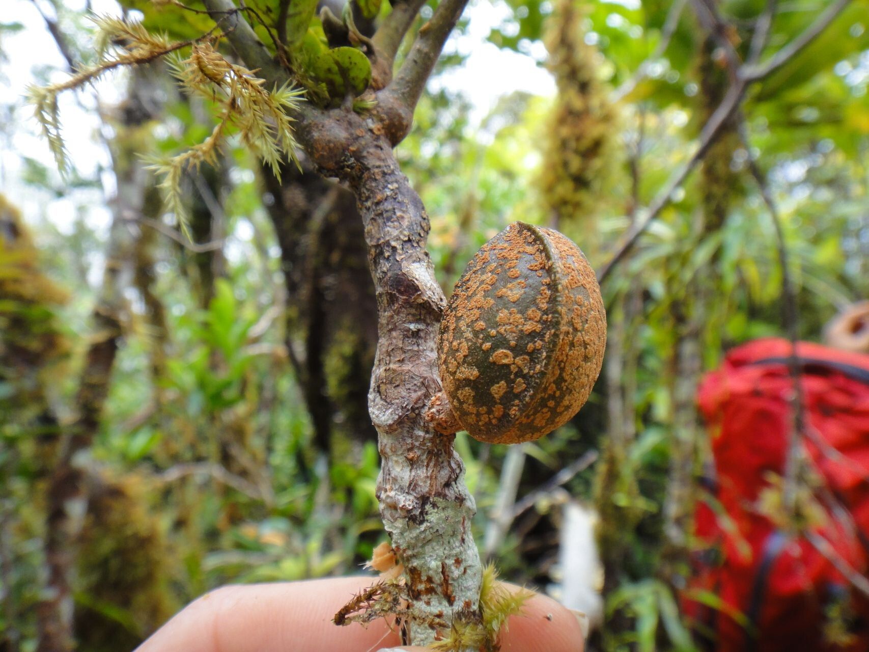 Didymocheton kouiriensis — related species from the same genus