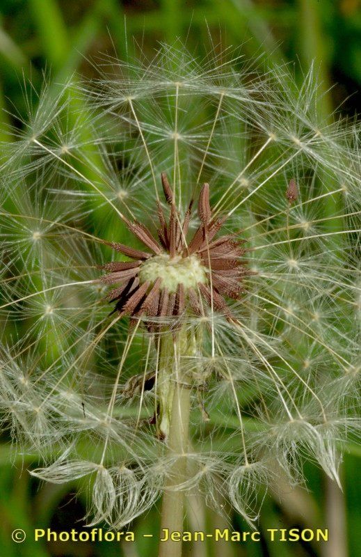 Taraxacum parnassicum fruit