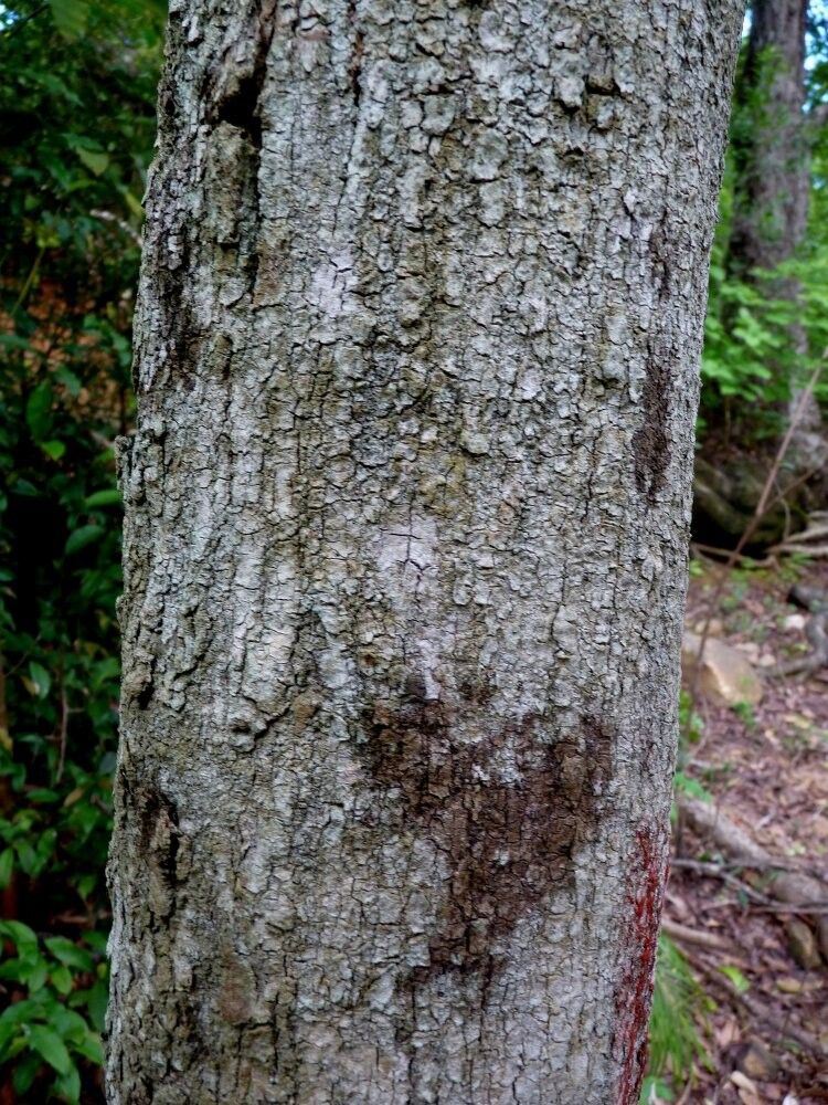 Dalbergia viguieri — houseplant care guide