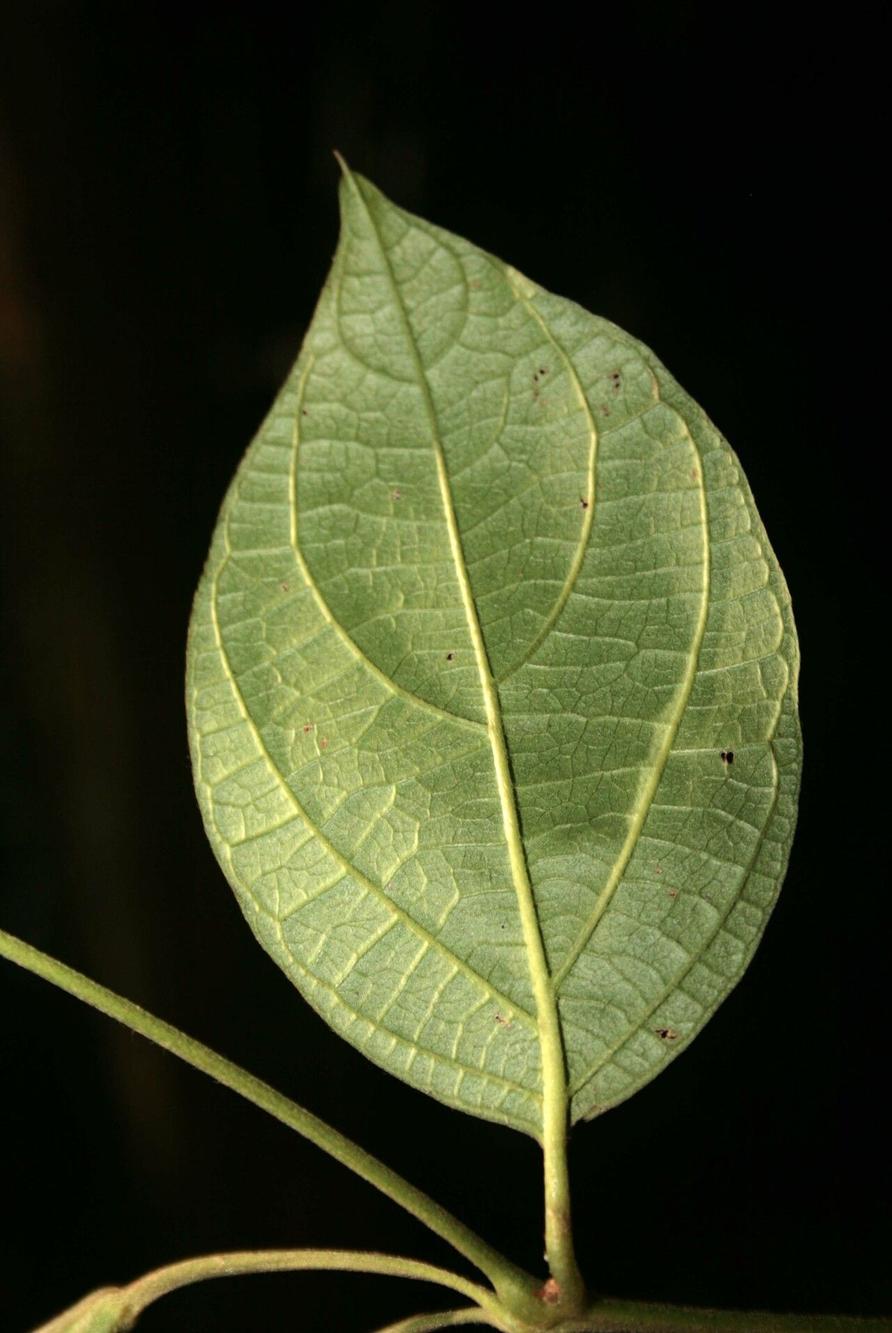 Mendoncia hoffmannseggiana — houseplant care guide