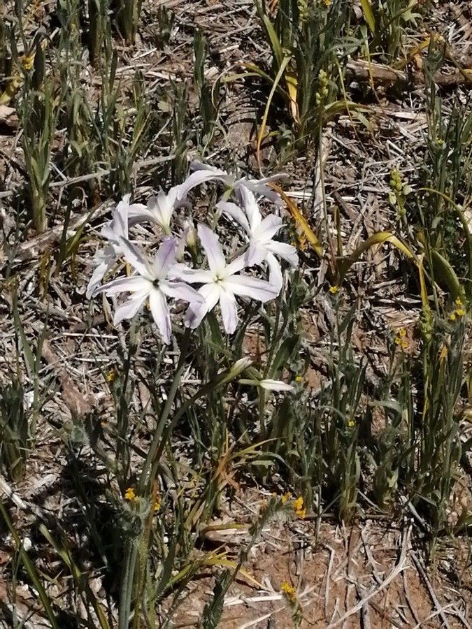 Leucocoryne alliacea — related species from the same genus