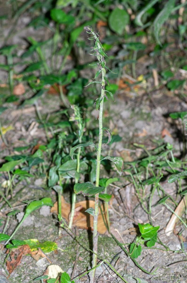 Epipactis albensis habit